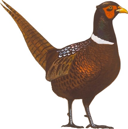 Träffområde Fasan bågskytte 35x35 cm